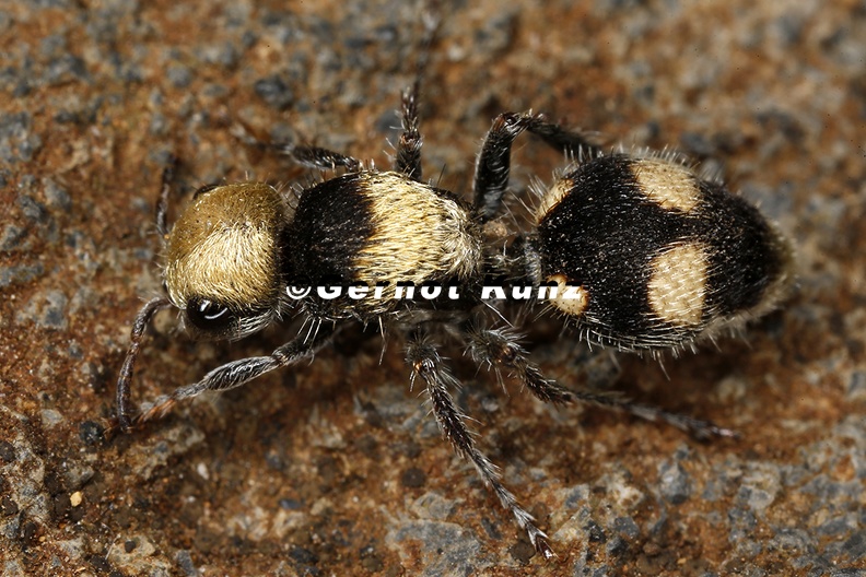 Dasymutilla_xalisco_cf__8_2.jpg
