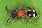Mutillidae indet  5 2