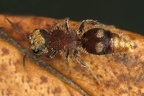 Mutillidae indet   3 2