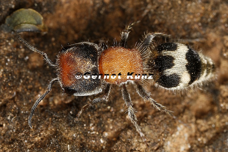 Pertyella_sp__11_2.jpg