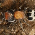 Pertyella sp  11 2