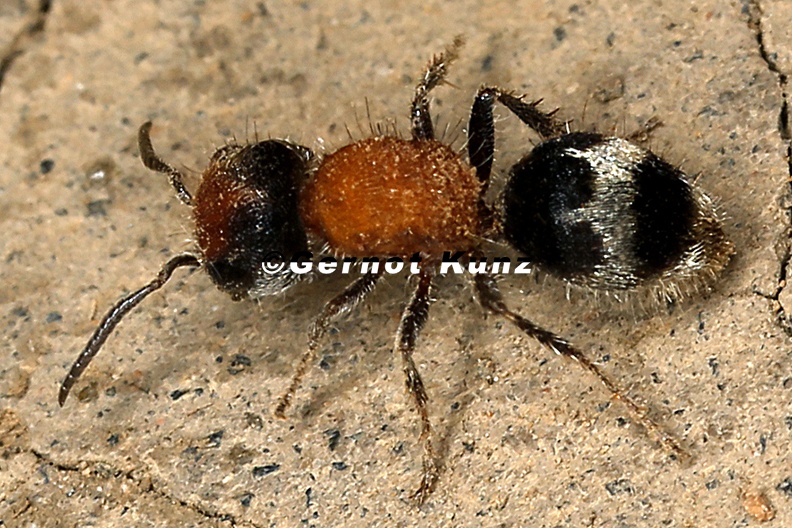 Pertyella_sp__13_2.jpg