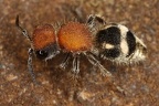 Pseudomethoca hesperus cf  12 2