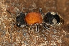 Pseudomethoca sp  1 2