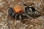 Pseudomethoca sp  2 2