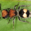 Pseudomethoca sp  4 2