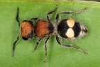 Pseudomethoca sp  4 2