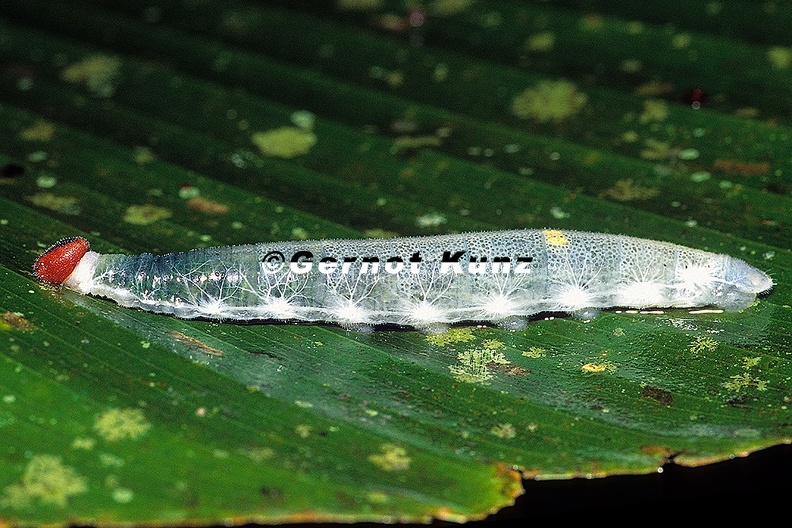 Talides cf sergestus on Helicona sp L2 2 - Talides_cf__sergestus_on_Helicona_sp__L2_2.jpg Talides_cf__sergestus_on_Helicona_sp__L2_2.jpg