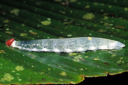 Talides cf  sergestus on Helicona sp  L2 2