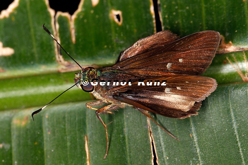 Hesperiinae_indet__4_2.jpg