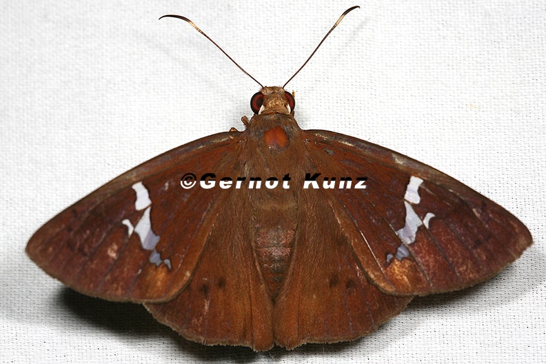 Talides_sp__2_2.JPG