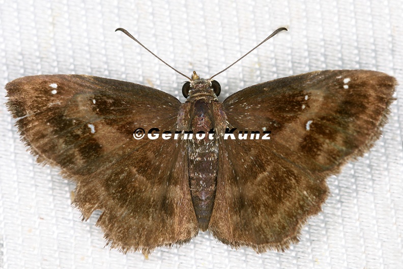 Pyrginae_indet__5_2.jpg