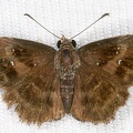 Pyrginae indet  5 2