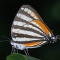 Arawacus togarna  Togarna Hairstreak 3 2