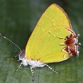 Chlorostrymon telea  Telea Hairstreak 6 2