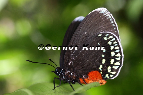 Eumaeus godarti  White-tipped cycadian 1 2