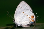 Iaspis andersoni  Anderson s Hairstreak 5 2