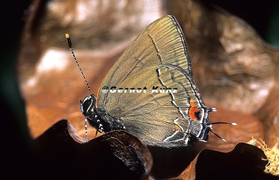 Lycaenidae indet  1 2