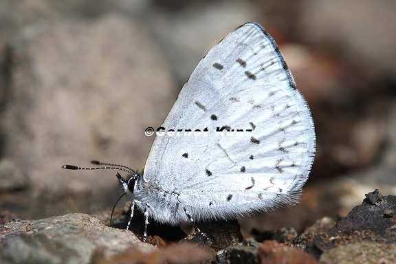 Lycaenidae indet  3 2