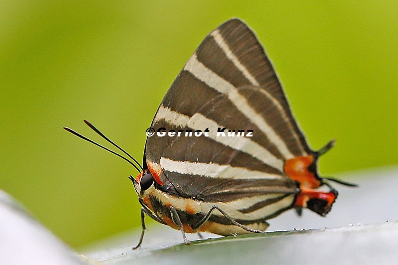 Panthiades_bathildis__Zebra-striped_Hairstreak_7_2.jpg