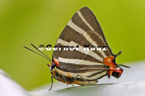 Panthiades bathildis  Zebra-striped Hairstreak 7 2