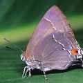 Rekoa marius  Marius Hairstreak 1 2