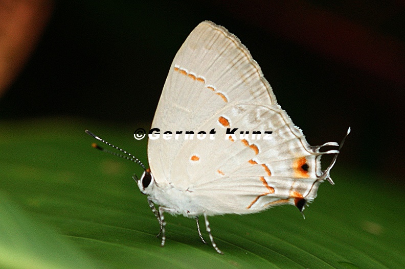 Strymon_megarus__Megarus_Scrub-Hairstreak_5.JPG