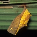 Antirrhea tomasia  Puppe  Esquinas 1998 1