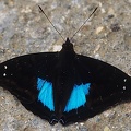 Doxocopa cyane M7