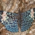 Hamadryas arinome1 1