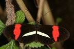 Heliconius cf erato mit Raubwanze und K  fer