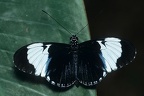 Heliconius cydno galanthus Cydno Longwing 3 1