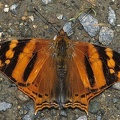 Hypanartia lethe1