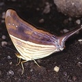 Marpesia ciresia M1