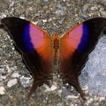 Marpesia iole M1 1