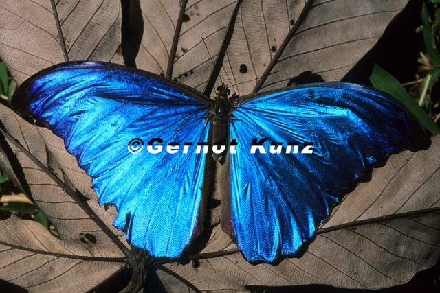 Morpho_amathonte_M1_1.jpg