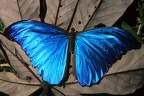 Morpho amathonte M1 1