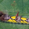 Morpho sp  2
