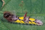 Morpho sp  2