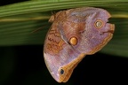Opoptera staudingeri  Brassolinae  cf1
