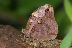 Opsiphanes sp 1 1