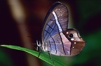 Pierella helvina incanescens4 1