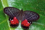 Pierella helvina incanescens M1