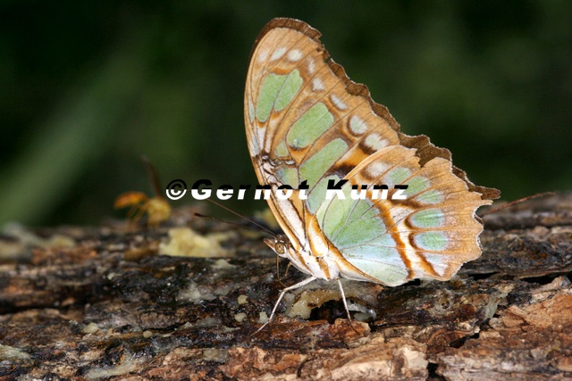 Siproeta_stelenes_biplagiata.JPG