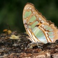 Siproeta stelenes biplagiata