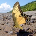 Papilio androgeus1 1