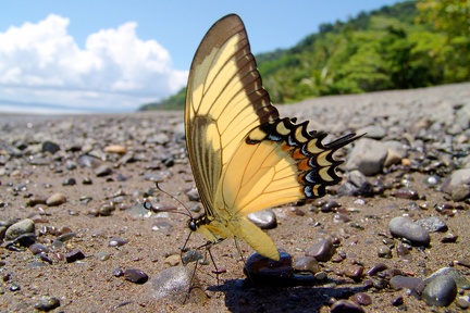 Papilio androgeus1 1
