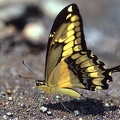 Papilio thoas nealces5