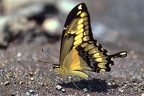 Papilio thoas nealces5
