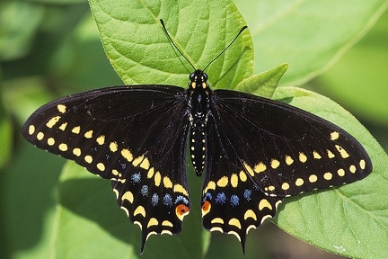 Papilo polyxenes stabilis1